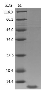 Greater than 90% as determined by SDS-PAGE.