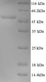 Greater than 90% as determined by SDS-PAGE.