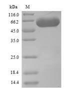 Greater than 90% as determined by SDS-PAGE.