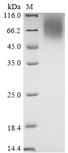 Greater than 90% as determined by SDS-PAGE.