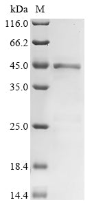 Greater than 85% as determined by SDS-PAGE.