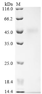 Greater than 90% as determined by SDS-PAGE.