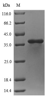 Greater than 90% as determined by SDS-PAGE.