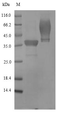 Greater than 90% as determined by SDS-PAGE.