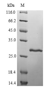 Greater than 90% as determined by SDS-PAGE.