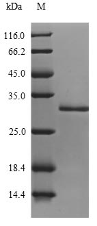 Greater than 90% as determined by SDS-PAGE.