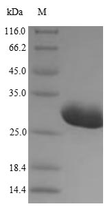 Greater than 90% as determined by SDS-PAGE.