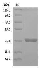 Greater than 90% as determined by SDS-PAGE.