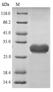 Greater than 90% as determined by SDS-PAGE.