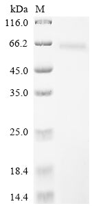 Greater than 85% as determined by SDS-PAGE.