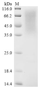 Greater than 90% as determined by SDS-PAGE.