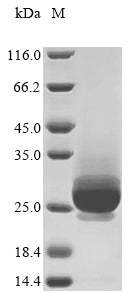 Greater than 85% as determined by SDS-PAGE.