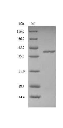 Greater than 90% as determined by SDS-PAGE.