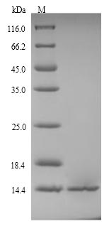 Greater than 90% as determined by SDS-PAGE.