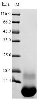 Greater than 90% as determined by SDS-PAGE.