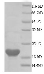 Greater than 90% as determined by SDS-PAGE.