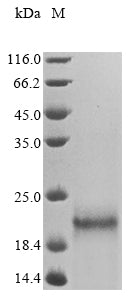 Greater than 85% as determined by SDS-PAGE.