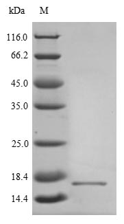 Greater than 90% as determined by SDS-PAGE.