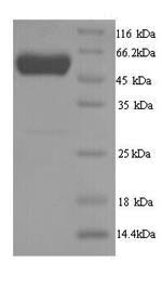 Greater than 90% as determined by SDS-PAGE.