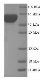 Greater than 90% as determined by SDS-PAGE.