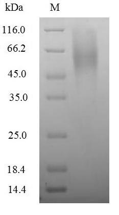 Greater than 90% as determined by SDS-PAGE.