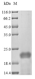 Greater than 85% as determined by SDS-PAGE.