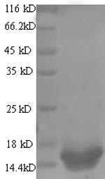 Greater than 90% as determined by SDS-PAGE.