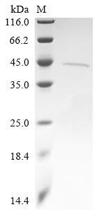 Greater than 90% as determined by SDS-PAGE.