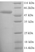 Greater than 90% as determined by SDS-PAGE.