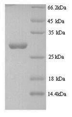 Greater than 90% as determined by SDS-PAGE.