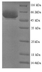 Greater than 90% as determined by SDS-PAGE.