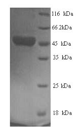 Greater than 90% as determined by SDS-PAGE.