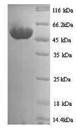 Greater than 90% as determined by SDS-PAGE.