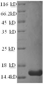 Greater than 90% as determined by SDS-PAGE.