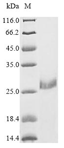 Greater than 85% as determined by SDS-PAGE.