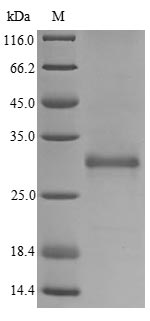 Greater than 90% as determined by SDS-PAGE.