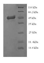 Greater than 90% as determined by SDS-PAGE.