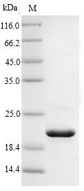 Greater than 90% as determined by SDS-PAGE.