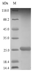 Greater than 90% as determined by SDS-PAGE.