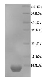 Greater than 90% as determined by SDS-PAGE.