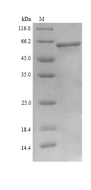 Greater than 90% as determined by SDS-PAGE.