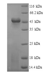 Greater than 90% as determined by SDS-PAGE.