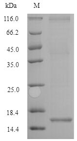 Greater than 90% as determined by SDS-PAGE.