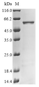 Greater than 90% as determined by SDS-PAGE.