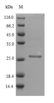 Greater than 90% as determined by SDS-PAGE.