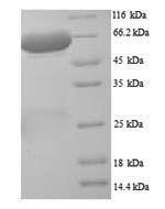 Greater than 90% as determined by SDS-PAGE.