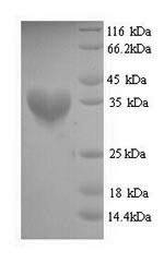 Greater than 90% as determined by SDS-PAGE.