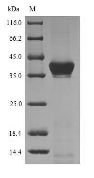 Greater than 90% as determined by SDS-PAGE.