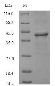 Greater than 90% as determined by SDS-PAGE.