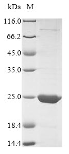 Greater than 90% as determined by SDS-PAGE.